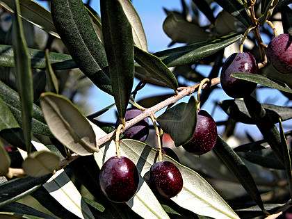 Оливкова олія: символ Іспанії