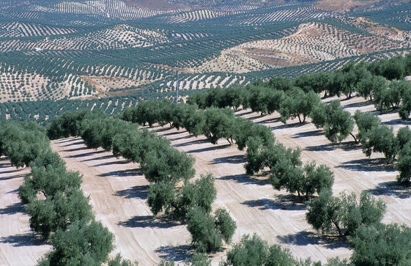 Оливкова олія: символ Іспанії